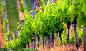 Hotel Sporting Alba Adriatica Vacanze in Abruzzo