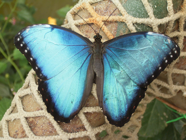 BUTTERFLYFARM-4-IMG---Morph