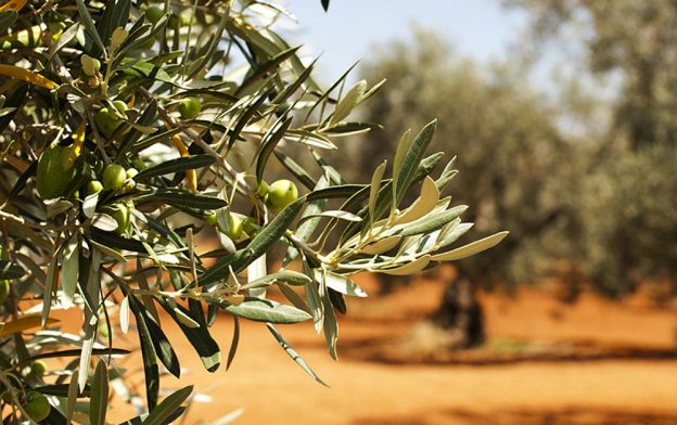 hotel alba adriatica